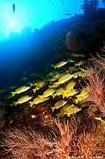 Lutjanus kasmira Lutjan vivaneau 4 bandes ambiance-Maldives Kudarah Thila-28m-20240425-DA-DSC_6964_tn